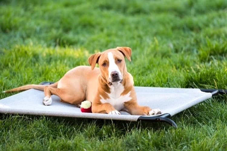 Cot Dog Bed