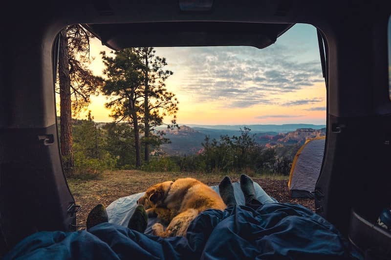 Van Life Camping Gear for Dogs 