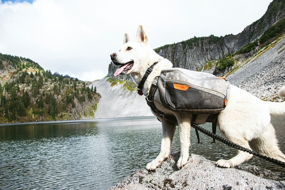 Games to Play with Dogs - Hiking with Dogs