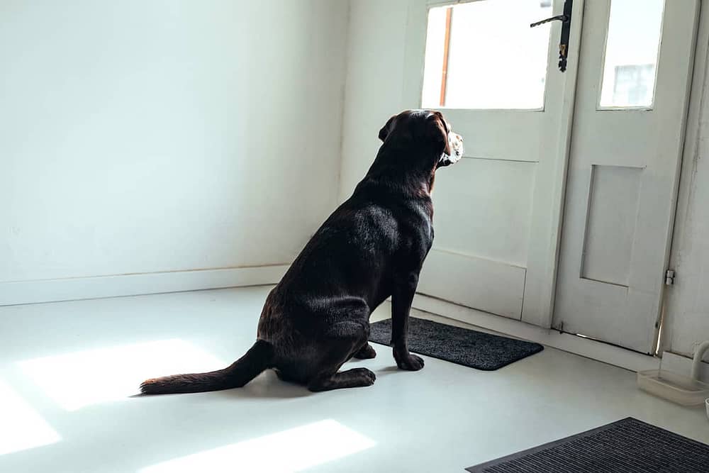 Dog Waiting at the Door