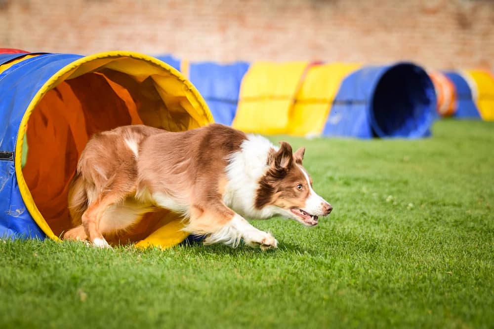 Border Collie in Agility Tunnel Training