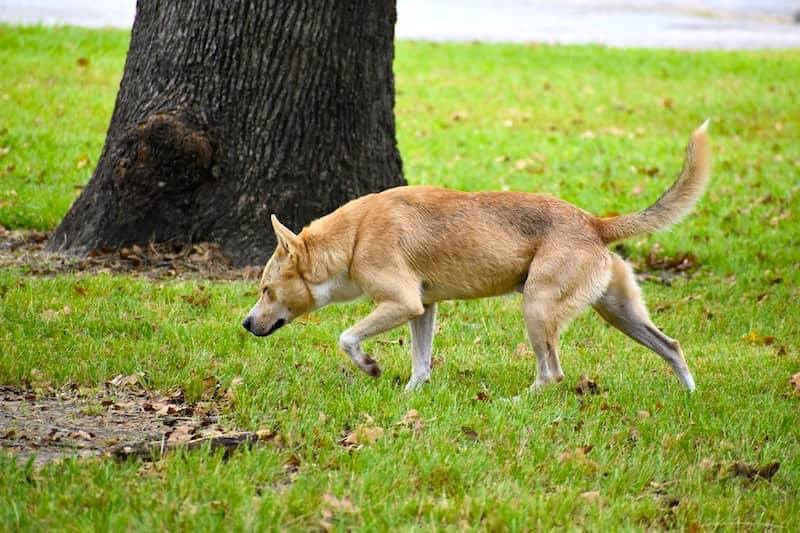 Games to Play with Dogs - Dog Treat Hunting