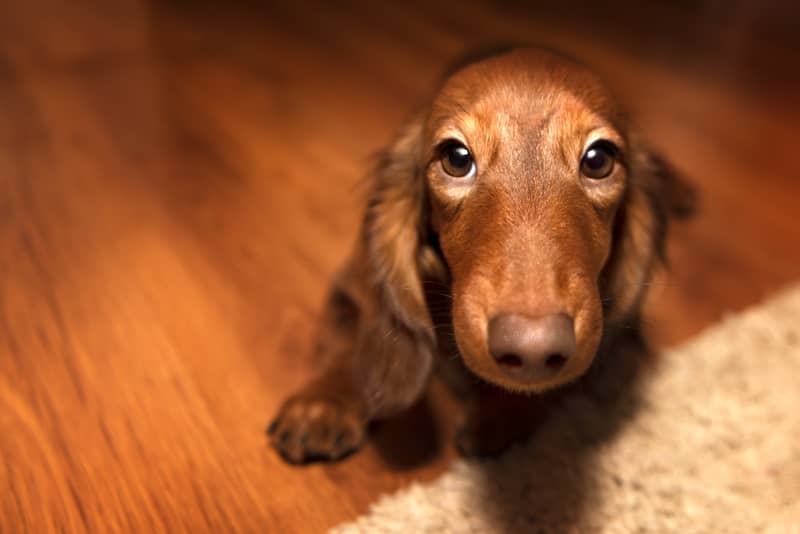 Games to Play with Dogs - Dog Staring Contest
