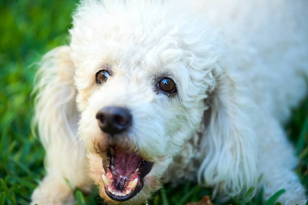How to Teach a Dog to Speak - Poodle Barking