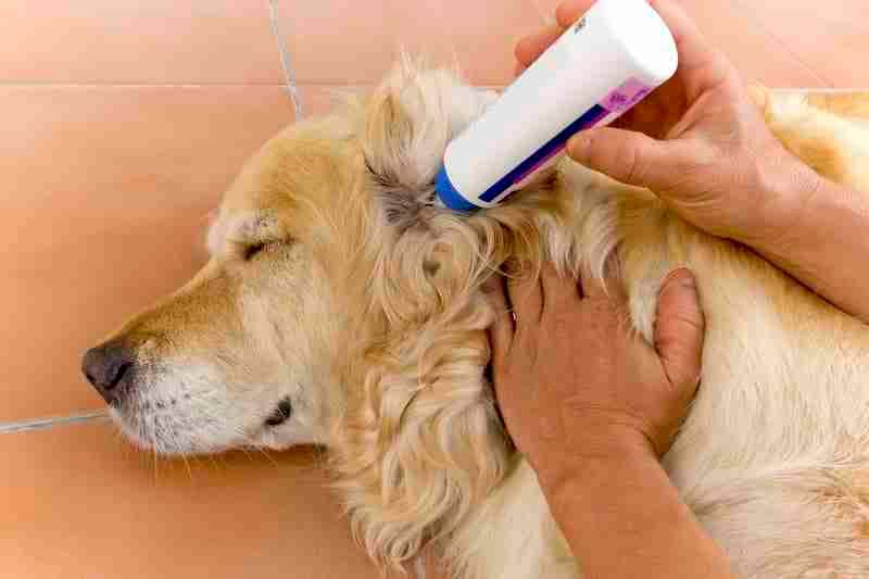 Golden Retriever Adding Ear Cleaning Solution