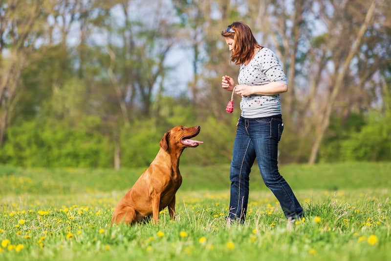 How to Teach a Dog to Speak - Rhodesian Ridgeback Dog in Training