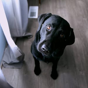 Labrador looking quizzical
