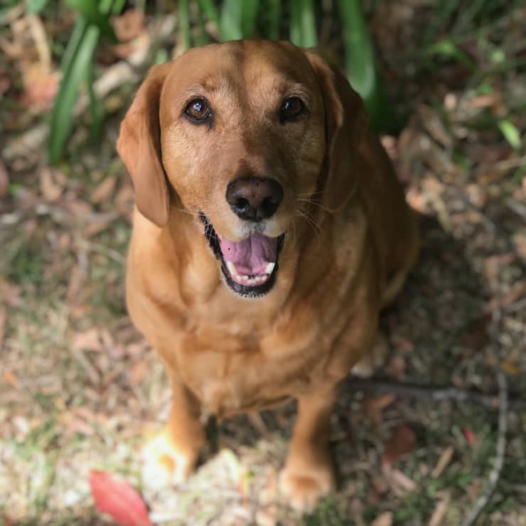 Indy smiling