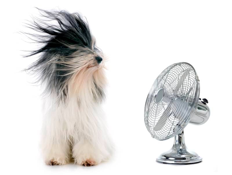 Tibetan Terrier and Fan - How to Cool a Dog Down