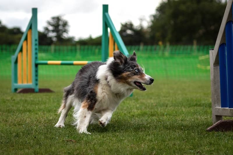Games to Play with Dogs - Obstacle Course