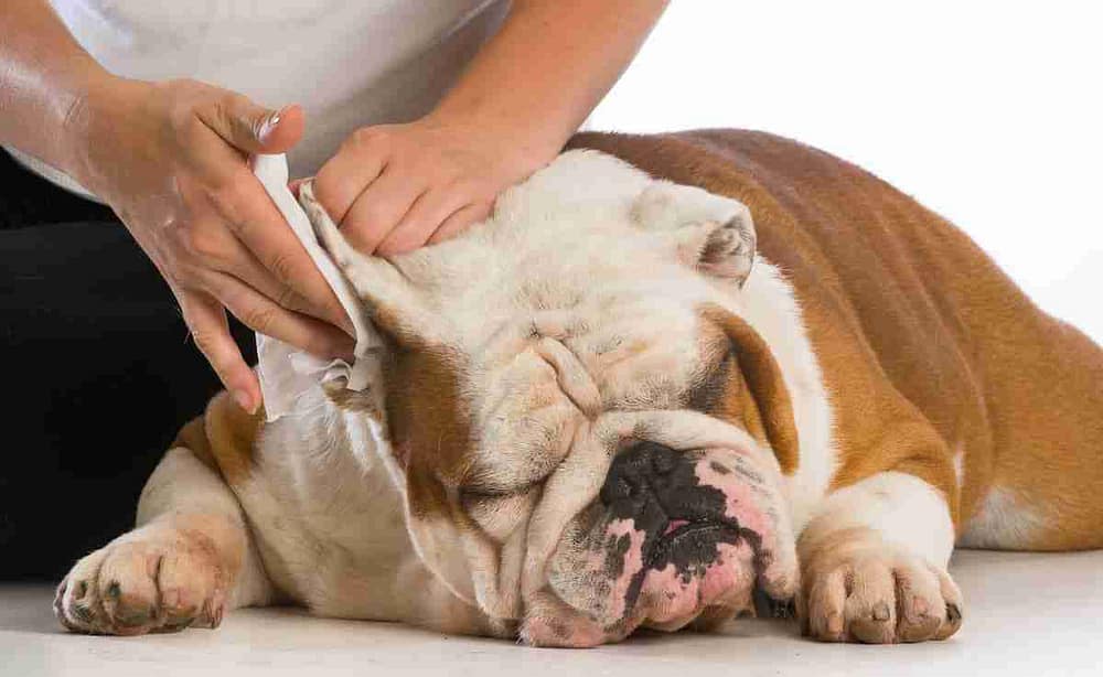 Bulldog Getting His Ears Cleaned - How to Clean Dog Ears