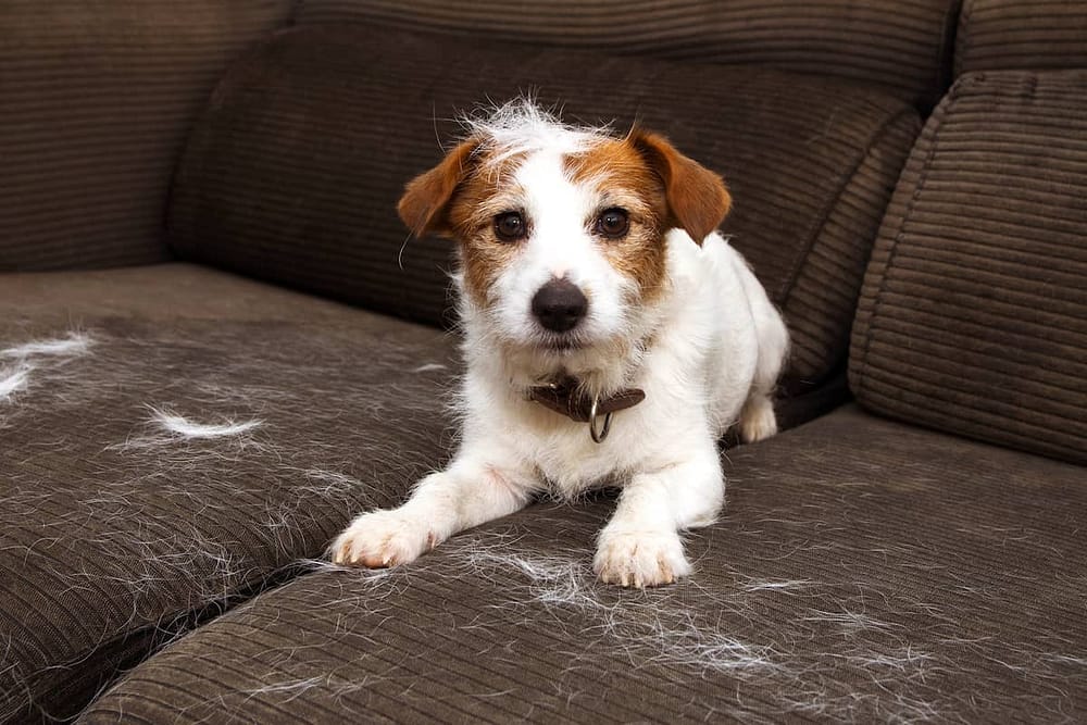 Jack Russell on Couch with Dog Hair