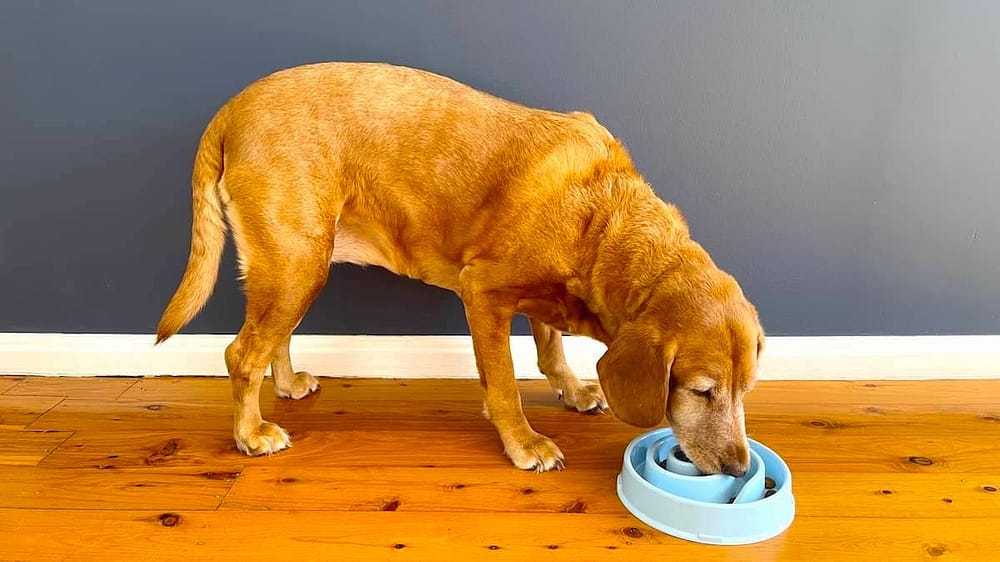 Indy with Slow Feeder Bowl for fast eating dogs