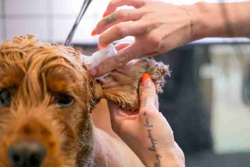 Clearing Out a Dog's Ear Obstructions - How to clean dog ears