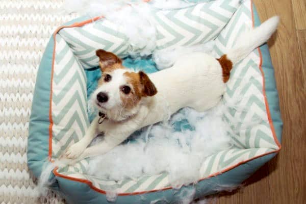 Chewed Up Dog Bed