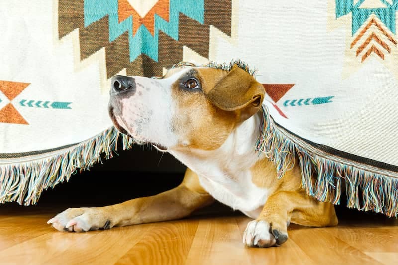 Scared Dog Looking Up - Calming Vest for Dogs