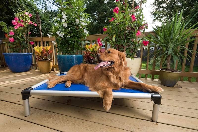 Elevated Dog Beds Kuranda