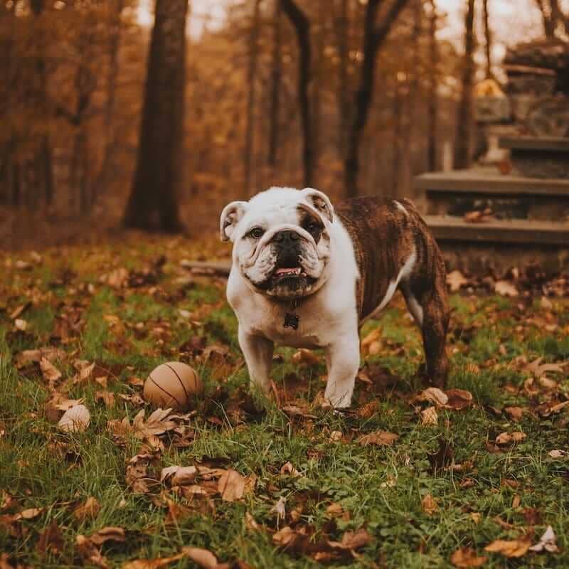 Bulldog with ball