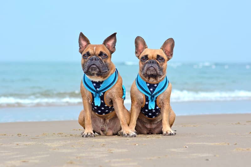 French Bulldogs Wearing Dog Collar and Harness Sitting on a Beach