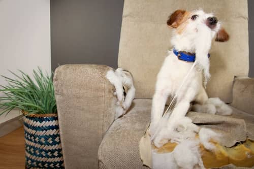 Dog Destroying Armchair, Maybe Due to Separation Anxiety