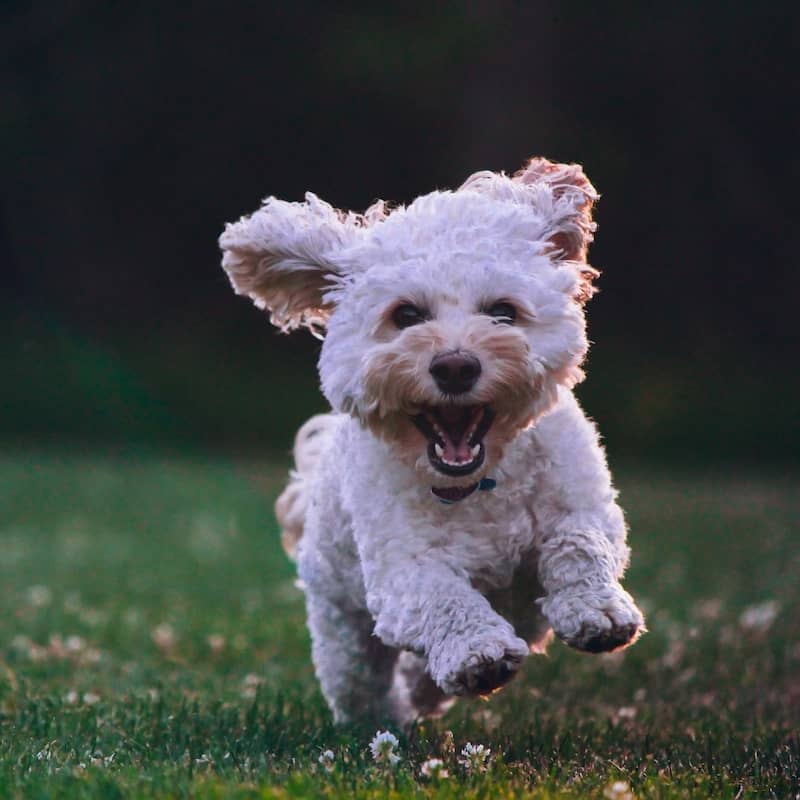 Dog running on grass