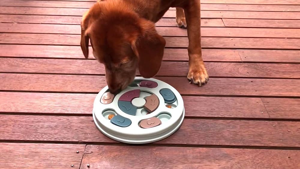 Indy with Puzzle