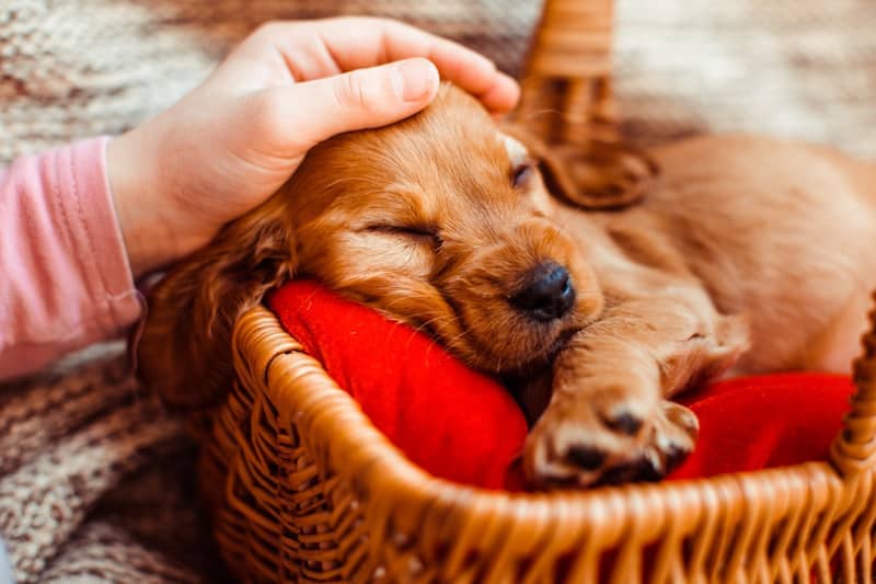 Dog in a Basket