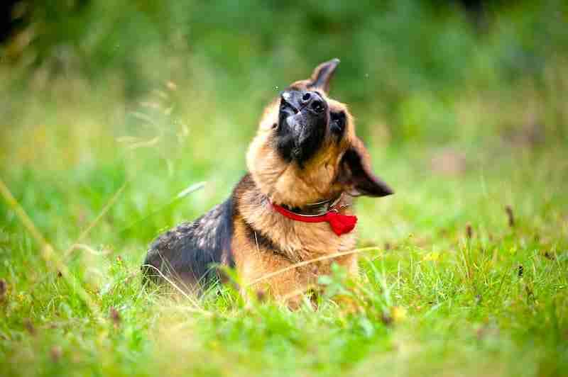 German Shepherd Shaking Head - How to clean dog ears