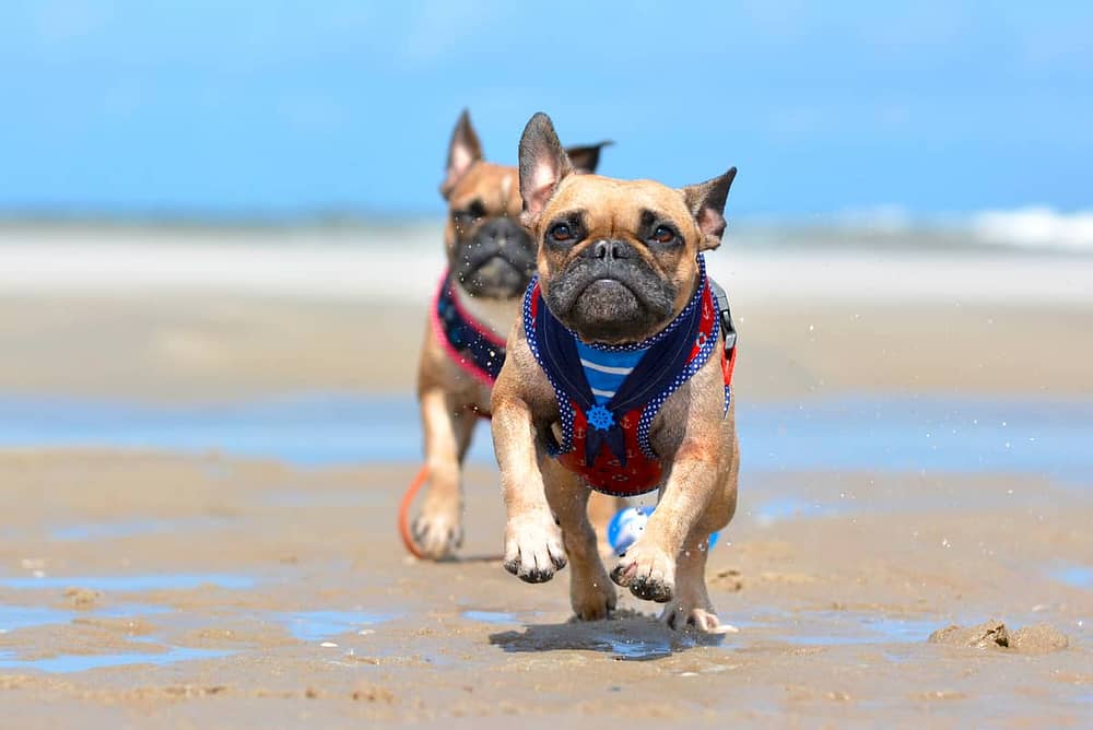 French Bulldogs Wearing Harness Running on a Beach