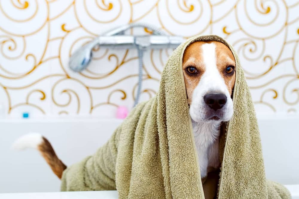 How to Get Rid of Dog Smell - Beagle in Bathtub