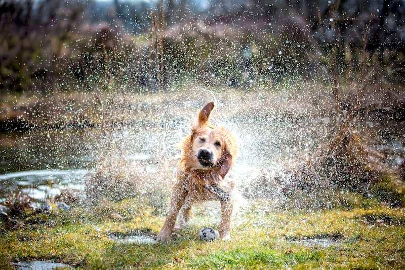 Golden Retriever Shaking Water Off - How to Cool a Dog Down