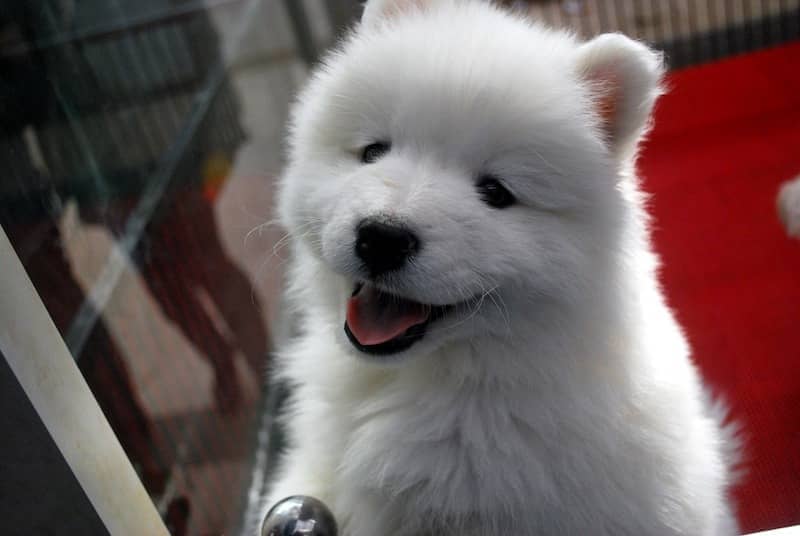 How to Teach a Dog to Speak - Puppy Talking