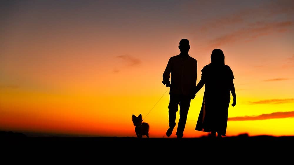 Couple walking dog at sunset