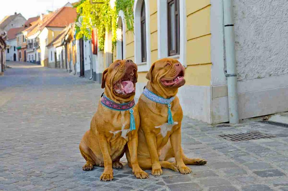 Two Dogues de Bordeaux Wearing Funny Collars