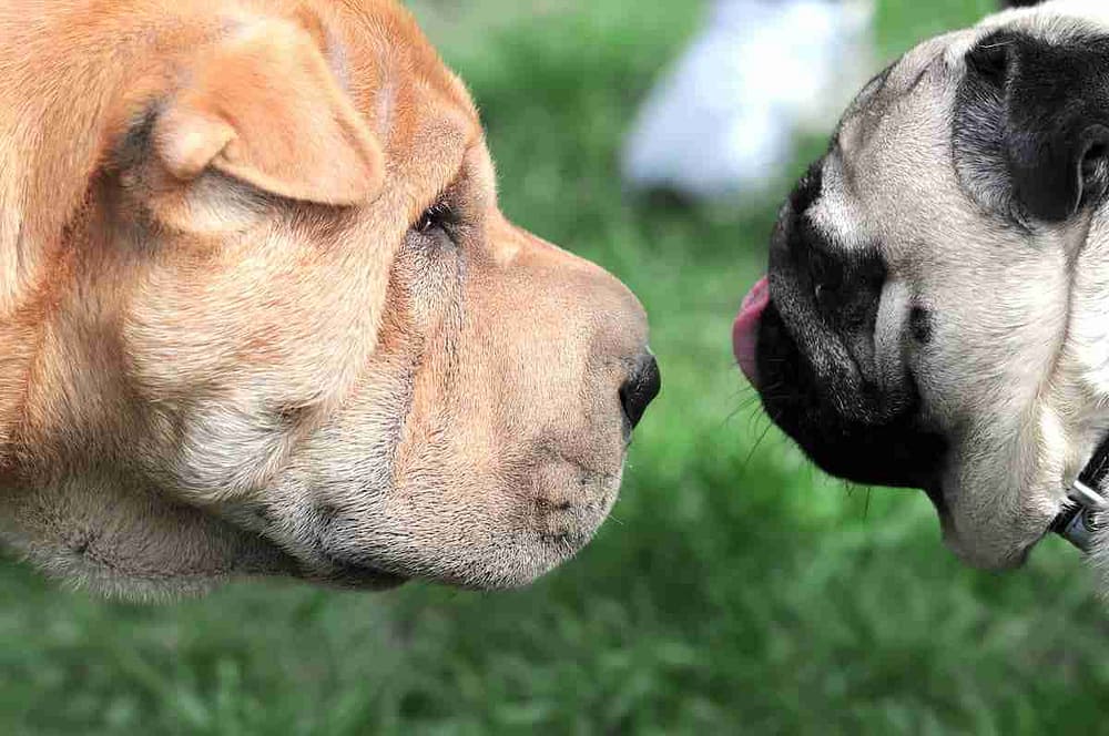 Dogs socializing - How to socialize dog