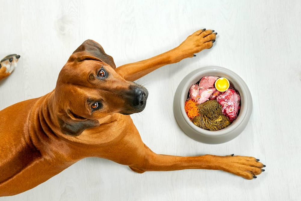 Human Food in Dog Bowl