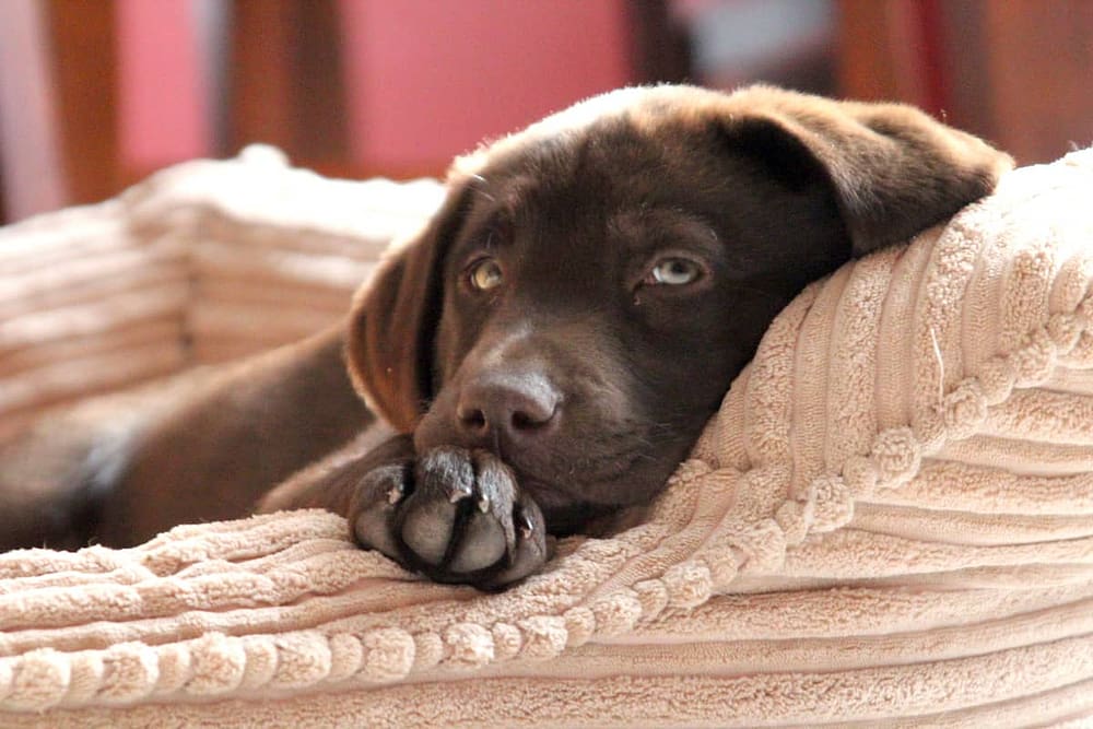 Chocolate Lab Puppy Sleepy on Dog Bed