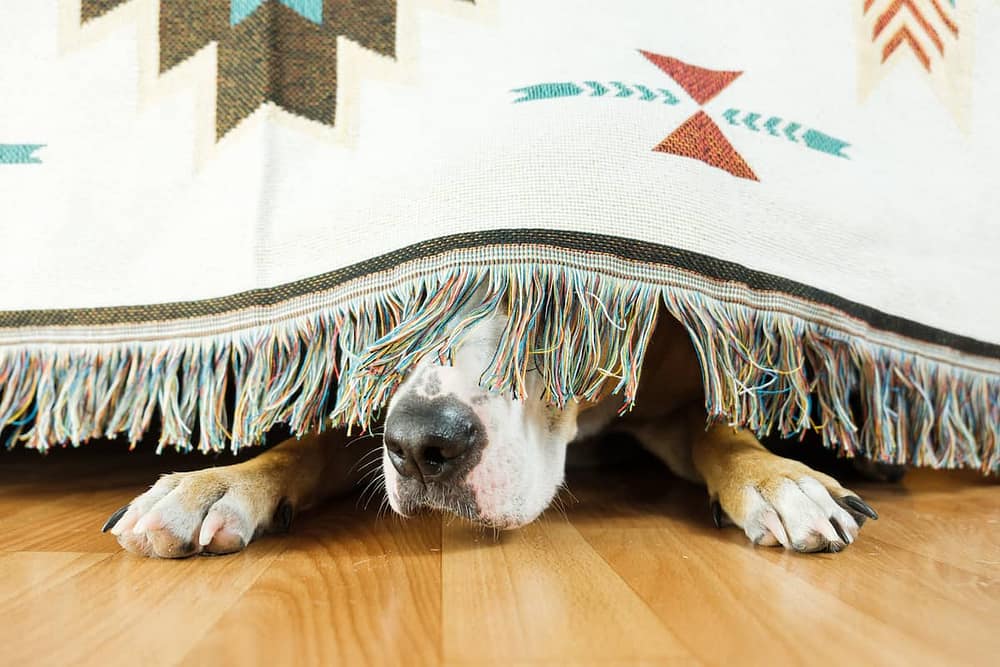 Scared Dog Under Sofa - Calming Vest for Dogs