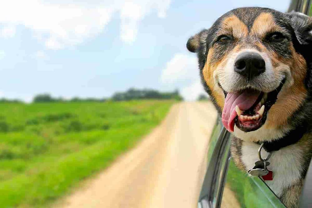 Dog Sticking Head Out Of Car Window - Road trip with your dog