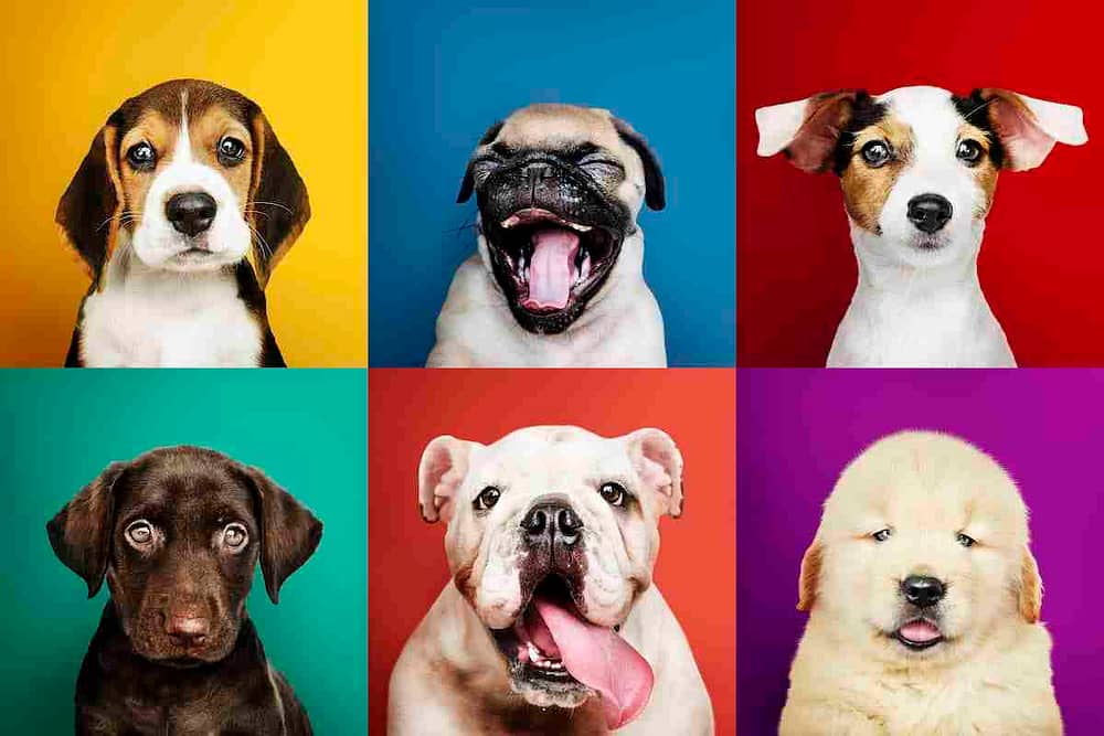 Dogs Portraits - Best apartment dogs