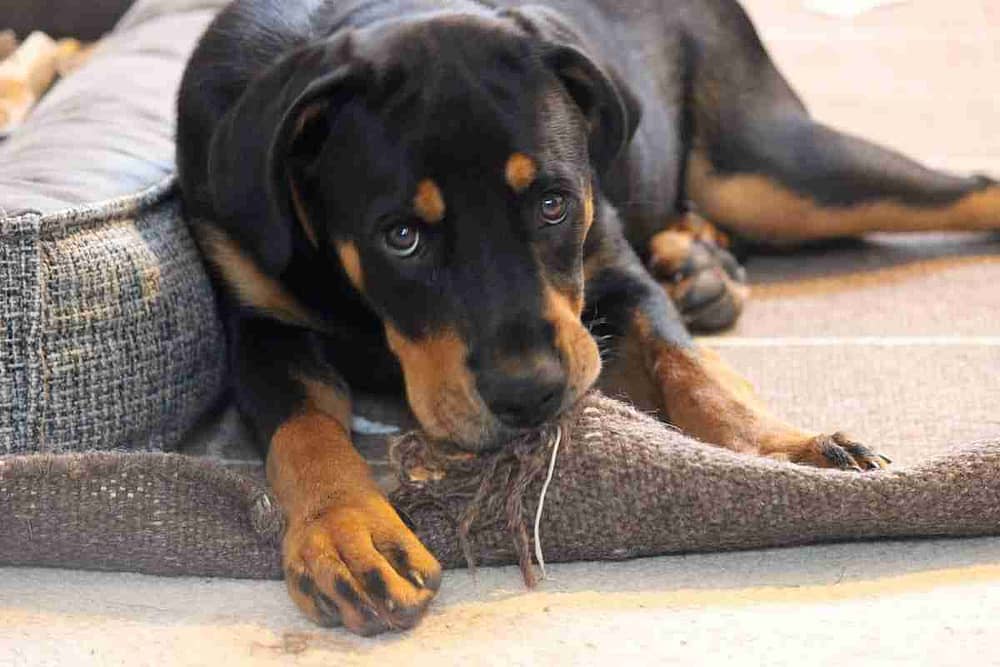 Rottweiler Puppy Chewing Carpet