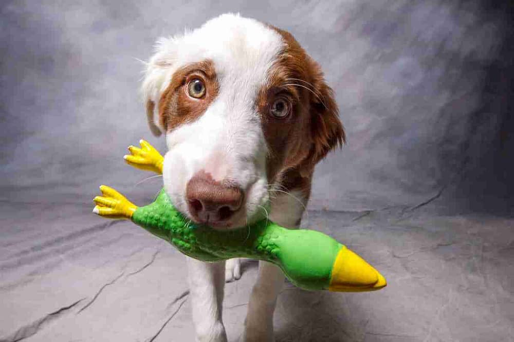 Dog with Squeaky Chicken Toy