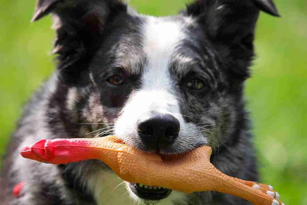 Playful Dog with Chicken Squeaky Toy