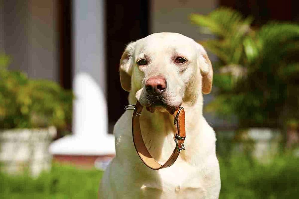 Labrador Carrying a Collar in His Mouth