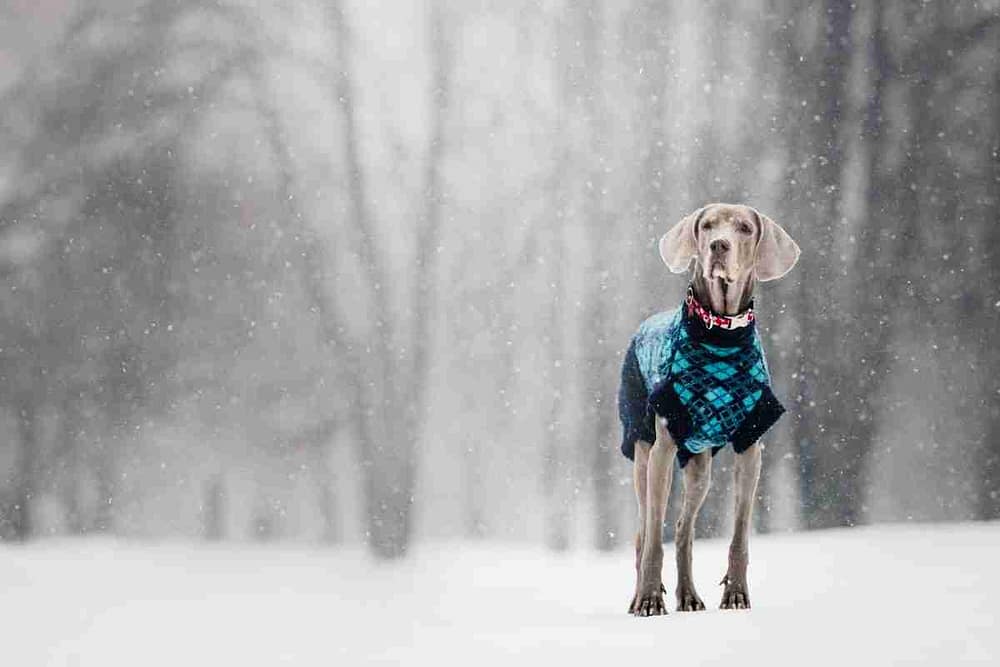 Weimaraner Dog in the Snow Wearing a Dog Sweater