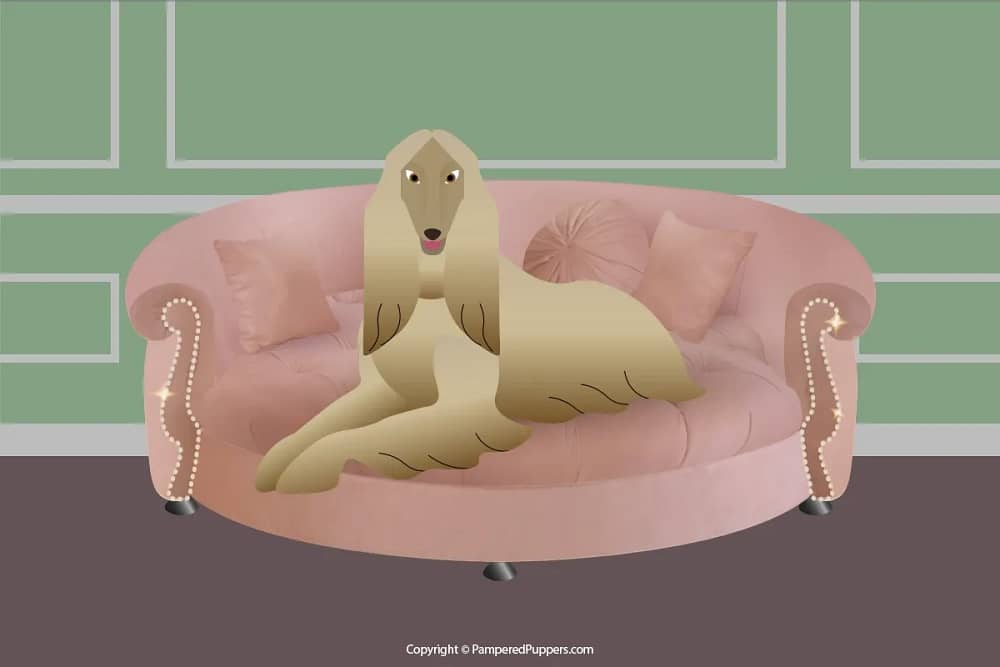 Best Luxury Dog Sofa