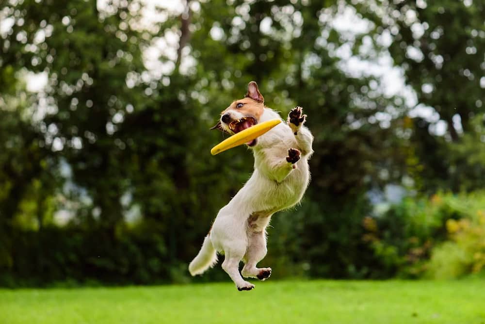 Games to Play with Dogs - Jack Russell with Frisbee