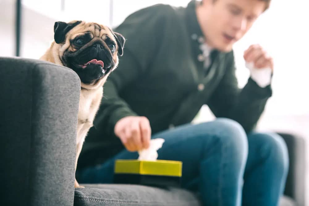 Pug and Man with Tissue Box