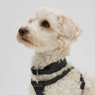 Louis Vuitton Adjustable dog collar wide LV L XL repurposed