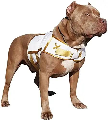 XDOG Weight & Fitness Vest